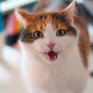 Katze Susi von crosseye Marketing. Katze Susi von crosseye Marketing.