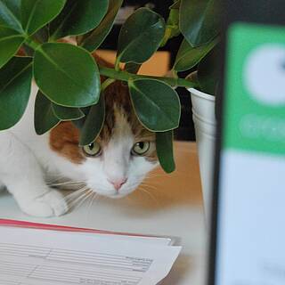 Bürokatze Charly versteckt sich hinter einem Ordner. Bürokatze Charly versteckt sich hinter einem Ordner.